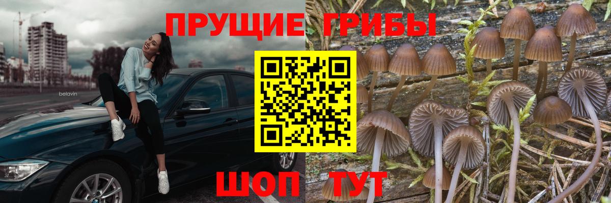 Галлюциногенные грибы прущие грибы  Вход с VPN  как найти наркотики  Куйбышев  Галлюциногенные грибы Psilocybine cubensis 